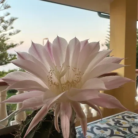 Sul Mare Apartment Capo Rizzuto